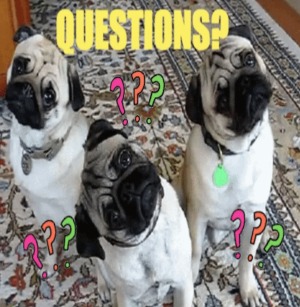 Pugs asking questions.